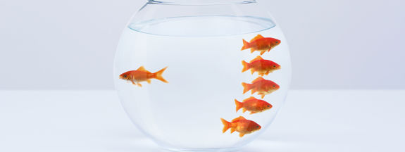 header_goldfish.jpg